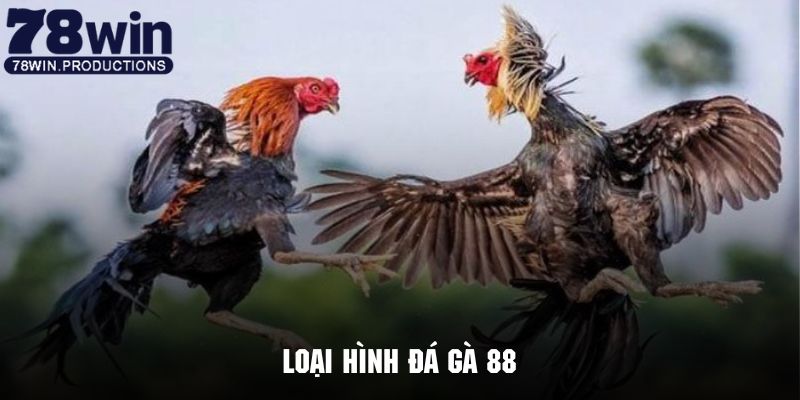 Đá Gà 88 - Phiên Bản Giải Trí Cực Hot Tại Hệ Thống 78win 6 Điểm qua một số loại hình đá gà 88 cực kỳ hấp dẫn